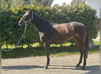 Oldenburger Springpaard, Merrie, 5 Jaar, 160 cm, Donkerbruin