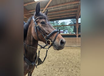 Oldenburger Springpaard, Merrie, 5 Jaar, 160 cm, Donkerbruin