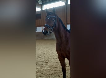 Oldenburger Springpaard, Merrie, 5 Jaar, 160 cm, Donkerbruin