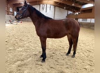 Oldenburger Springpaard, Merrie, 5 Jaar, 160 cm, Donkerbruin