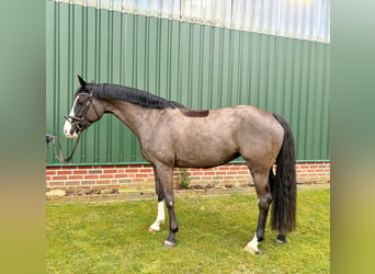 Oldenburger Springpaard, Merrie, 5 Jaar, 161 cm