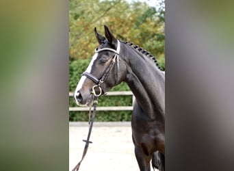 Oldenburger Springpaard, Merrie, 5 Jaar, 162 cm, Donkerbruin