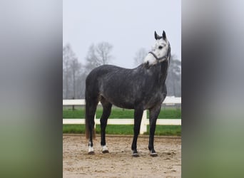 Oldenburger Springpaard, Merrie, 5 Jaar, 162 cm, Schimmel