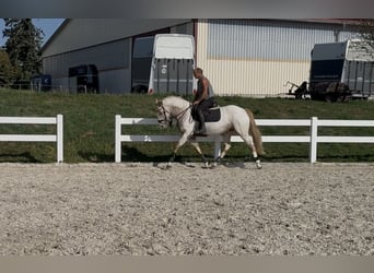 Oldenburger Springpaard, Merrie, 5 Jaar, 163 cm, Appaloosa