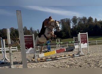 Oldenburger Springpaard, Merrie, 5 Jaar, 163 cm, Appaloosa