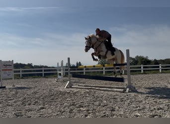Oldenburger Springpaard, Merrie, 5 Jaar, 163 cm, Appaloosa