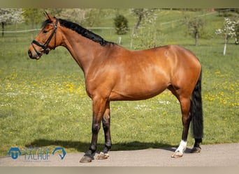 Oldenburger Springpaard, Merrie, 5 Jaar, 163 cm, Bruin