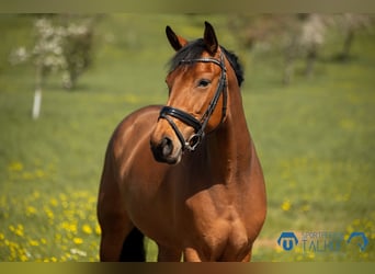 Oldenburger Springpaard, Merrie, 5 Jaar, 163 cm, Bruin