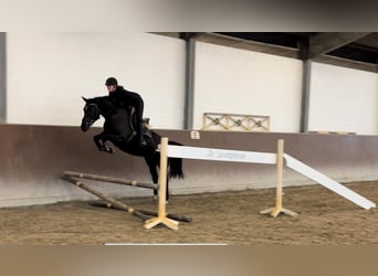 Oldenburger Springpaard, Merrie, 5 Jaar, 163 cm, Zwart