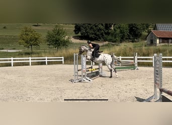 Oldenburger Springpaard, Merrie, 5 Jaar, 164 cm, Appaloosa