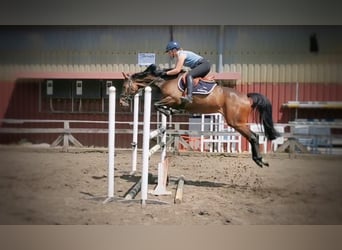 Oldenburger Springpaard, Merrie, 5 Jaar, 164 cm, Donkerbruin