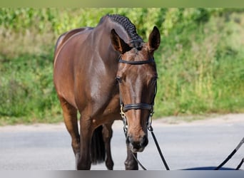Oldenburger Springpaard, Merrie, 5 Jaar, 164 cm, Donkerbruin