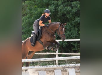 Oldenburger Springpaard, Merrie, 5 Jaar, 165 cm, Brown Falb schimmel