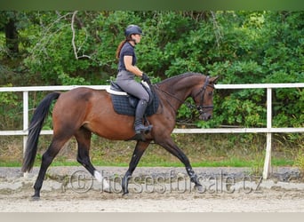 Oldenburger Springpaard, Merrie, 5 Jaar, 165 cm, Brown Falb schimmel