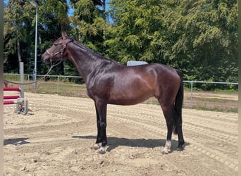 Oldenburger Springpaard, Merrie, 5 Jaar, 165 cm, Bruin
