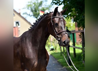 Oldenburger Springpaard, Merrie, 5 Jaar, 165 cm, Zwartbruin