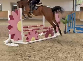 Oldenburger Springpaard, Merrie, 5 Jaar, 166 cm, Bruin