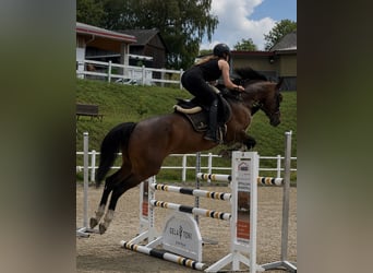 Oldenburger Springpaard, Merrie, 5 Jaar, 167 cm, Bruin