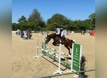 Oldenburger Springpaard, Merrie, 5 Jaar, 167 cm, Bruin
