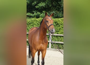 Oldenburger Springpaard, Merrie, 5 Jaar, 167 cm, Bruin
