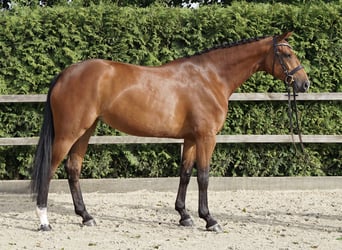 Oldenburger Springpaard, Merrie, 5 Jaar, 167 cm, Bruin