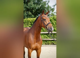 Oldenburger Springpaard, Merrie, 5 Jaar, 167 cm, Bruin