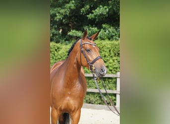 Oldenburger Springpaard, Merrie, 5 Jaar, 167 cm, Bruin