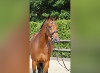 Oldenburger Springpaard, Merrie, 5 Jaar, 167 cm, Bruin