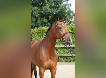 Oldenburger Springpaard, Merrie, 5 Jaar, 167 cm, Bruin