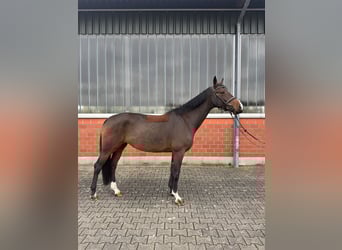 Oldenburger Springpaard, Merrie, 5 Jaar, 167 cm, Bruin