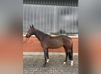Oldenburger Springpaard, Merrie, 5 Jaar, 167 cm, Bruin