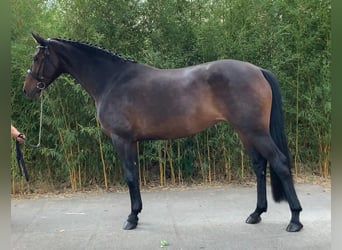 Oldenburger Springpaard, Merrie, 5 Jaar, 167 cm, Zwartbruin