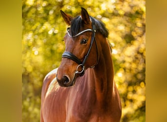 Oldenburger Springpaard, Merrie, 5 Jaar, 168 cm, Bruin