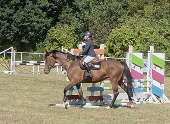 Oldenburger Springpaard, Merrie, 5 Jaar, 168 cm, Bruin