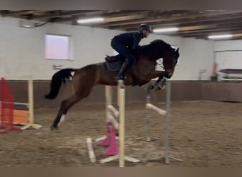 Oldenburger Springpaard, Merrie, 5 Jaar, 168 cm, Donkerbruin