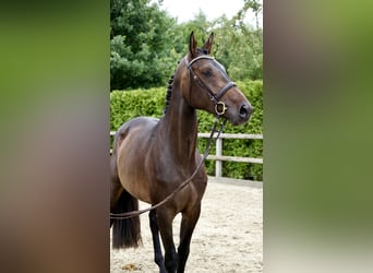 Oldenburger Springpaard, Merrie, 5 Jaar, 168 cm, Donkerbruin