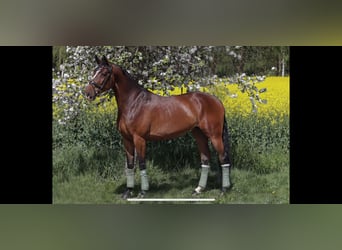 Oldenburger Springpaard, Merrie, 5 Jaar, 169 cm, Bruin