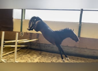 Oldenburger Springpaard, Merrie, 5 Jaar, 169 cm, Donkerbruin