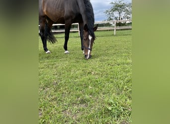 Oldenburger Springpaard, Merrie, 5 Jaar, 169 cm, Donkerbruin