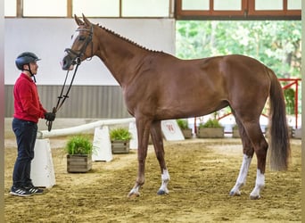 Oldenburger Springpaard, Merrie, 5 Jaar, 169 cm, Donkere-vos