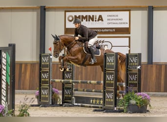 Oldenburger Springpaard, Merrie, 5 Jaar, 170 cm, Donkere-vos