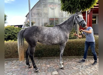 Oldenburger Springpaard, Merrie, 5 Jaar, 170 cm, Schimmel