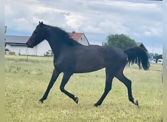 Oldenburger Springpaard, Merrie, 5 Jaar, 172 cm, Donkerbruin