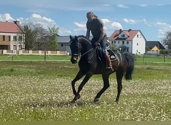 Oldenburger Springpaard, Merrie, 5 Jaar, 172 cm, Donkerbruin