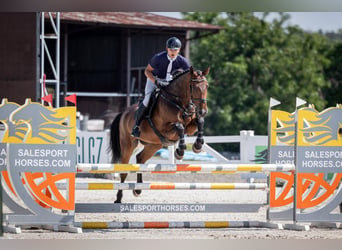 Oldenburger Springpaard, Merrie, 5 Jaar, 173 cm, Roodbruin