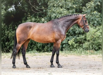 Oldenburger Springpaard, Merrie, 5 Jaar, 173 cm, Roodbruin