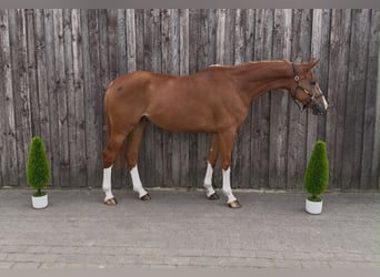 Oldenburger Springpaard, Merrie, 5 Jaar, 173 cm, Vos