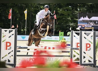 Oldenburger Springpaard, Merrie, 5 Jaar, 175 cm, Bruin
