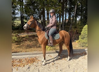 Oldenburger Springpaard, Merrie, 6 Jaar, 158 cm, Vos