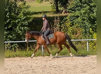 Oldenburger Springpaard, Merrie, 6 Jaar, 158 cm, Vos